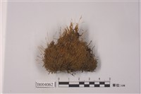 藏品(狗牙苔屬)的圖片